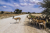 Springbok (Antidorcas marsupialis) group standing in tree shadow on safari road in Kgalagari transfrontier park, South Africa