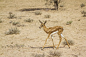 Springbok calf waking in dry land in Kgalagari transfrontier park, South Africa ; specie Antidorcas marsupialis family of Bovidae