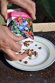 Sowing of climbing plants in slabs, seed preparation