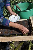 Sowing of climbing plants in slabs, seed preparation