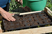 Sowing of climbing plants in slabs, covering the seeds