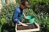 Sowing of climbing plants in slabs, covering the seeds
