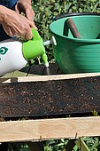 Sowing of climbing plants in slabs, moistening the soil