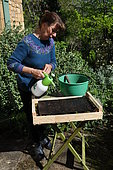 Sowing of climbing plants in slabs, moistening the soil