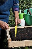 Sowing of climbing plants in slabs, labelling of seedlings