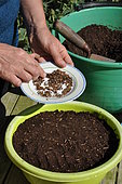 Sowing in trays, installation of seeds