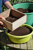 Sowing in trays, cover the seeds with sieved soil