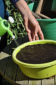 Sowing in trays, moisten the soil