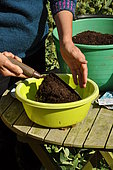 Sowing in trays, preparation of the tray (a basin)