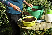 Sowing in trays, preparation of the tray (a basin)