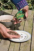 Preparing seeds for sowing in the field, Permaculture sowing