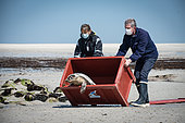 Grey seal (Halichoerus grypus) in a box. Grey seal release in Plouarzel, Finistère, on 29 April 2021. They were cared for at Océanopolis, Brest, by ACMOM (Association Conservation Mammifères et Oiseaux Marins de Bretagne). France