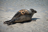 Grey seal (Halichoerus grypus) marked. Grey seal release in Plouarzel, Finistère, on 29 April 2021. They were cared for at Océanopolis, Brest, by ACMOM (Association Conservation Mammifères et Oiseaux Marins de Bretagne). France