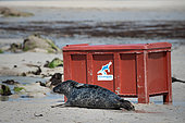 Grey seal (Halichoerus grypus) out of a box. Grey seal release in Plouarzel, Finistère, on 29 April 2021. They were cared for at Océanopolis, Brest, by ACMOM (Association Conservation Mammifères et Oiseaux Marins de Bretagne). France