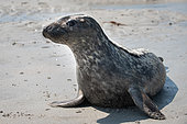 Grey seal (Halichoerus grypus) on sand. Grey seal release in Plouarzel, Finistère, on 29 April 2021. They were cared for at Océanopolis, Brest, by ACMOM (Association Conservation Mammifères et Oiseaux Marins de Bretagne). France