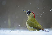Green Woodpecker (Picus viridis) looking for ants in the snowy grass, Saintois, Lorraine, France.
