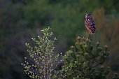 Eagle owl (Bubo bubo) on a pine tree above its nest in a quarry, Saintois, Lorraine, France.