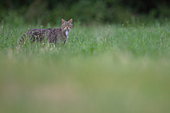 Wildcat (Felis silvestris silvestris) hunting in a meadow, Saintois, Lorraine, France