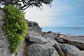 Coastal landscape, Ile de Noirmoutier, Pays de la Loire, France