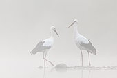 White Stork (Ciconia ciconia) at the water's edge on a foggy morning Vosges, France.