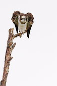Osprey (Pandion haliaetus), awakening at the edge of a pond, Vosges, France.
