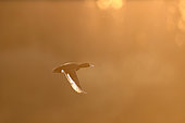 Tufted Duck (Aythya fuligula) in flight in the morning light over a pond in the Vosges, France.