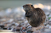 Coypu (Myocastor coypus) at the edge of a Vosges pond, Grand Est, France.
