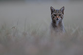Wildcat (Felis silvestris silvestris) hunting at almost nightfall, Saintois, Lorraine, France.
