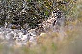Short-eared owl (Asio flammeus) at rest during the day, Baie de Somme, France.