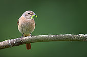 Common Redstart (Phoenicurus phoenicurus)Feeding the chicks, Saintois, Lorraine, France