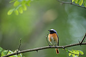 Common Redstart (Phoenicurus phoenicurus) on a branch, Saintois, Lorraine, France
