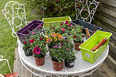 Planting Cape Daisy (Osteospermum sp) and Carnation (Dianthus sp) in a window box in spring