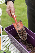 Planting Cape Daisy (Osteospermum sp) and Carnation (Dianthus sp) in a window box in spring