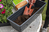 Planting Cape Daisy (Osteospermum sp) and Carnation (Dianthus sp) in a window box in spring