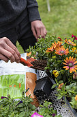 Planting Cape Daisy (Osteospermum sp) and Carnation (Dianthus sp) in a window box in spring