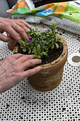 Planting a mini petunia in a pot in spring