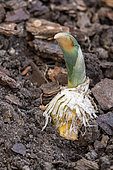 Pousse d'un bulbe d'Ail d'ornement (Allium sp) en terre