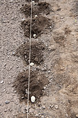 Planting 'Marabel' potatoes in spring, Moselle, France