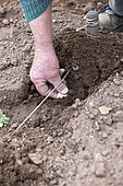 Planting 'Marabel' potatoes in spring, Moselle, France