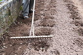 Planting 'Marabel' potatoes in spring, Moselle, France