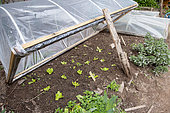 Appia' lettuces under cold frame in spring