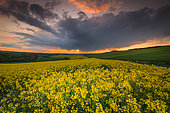 Rape field (Brassica napus) in bloom at sunset, Opal Coast, France