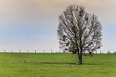 RoeDeer (Capreolus capreolus) herd in a meadow in spring, Moselle, France