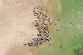 Vue aérienne d'un groupe de Phoques gris (Halichoerus grypus) au repos sur la plage au printemps, Pas de Calais, France