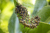 Cross orbweaver (Araneus diadematus)
