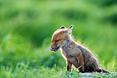 Red fox (Vulpes vulpes) young licking its lips in the grass in grass, Slovakia
