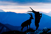 Alpine Ibex (Capra ibex) fighting at sunrise in summer, Slovakia