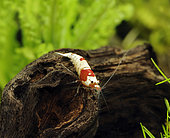 Crystal red shrimp (Caridina logemanni - ex Caridina cf. cantonensis 'Crystal Red')