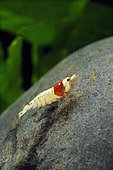 Crystal red shrimp (Caridina logemanni)