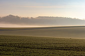 Arable farming, agricultural territories, region of Senlis, Department of Oise, France